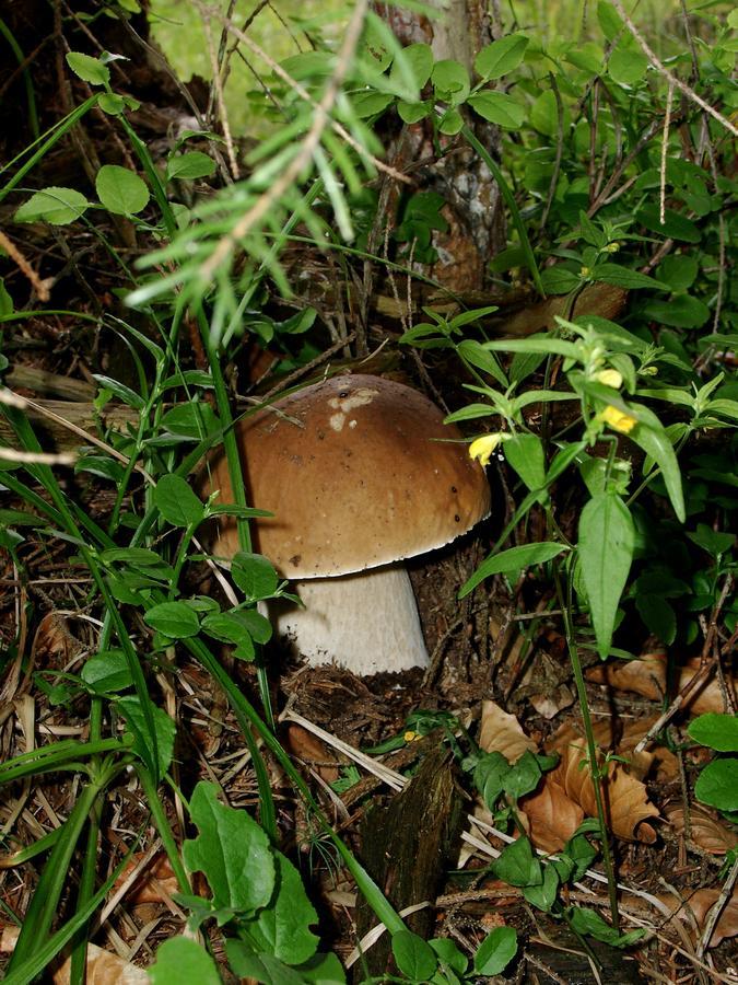 Kamyanka Mizhhirya (Transcarpathia)